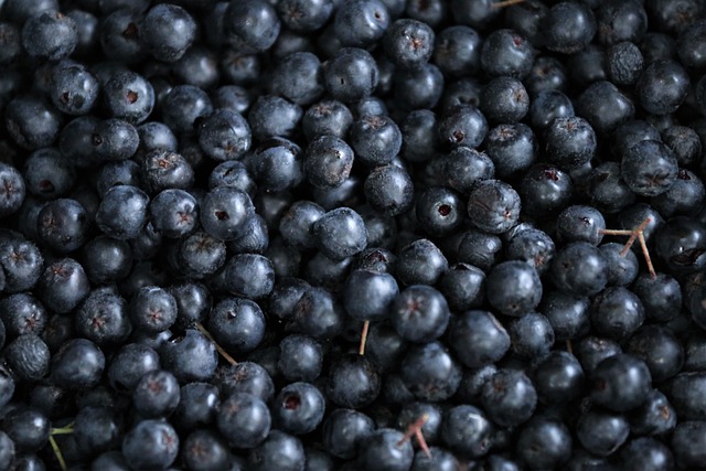Aronia Czarnoowocowa - Właściwości i Sok Tłoczony