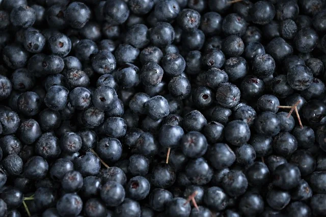 Dojrzałe owoce aronii czarnoowocowej - ciemnoczarne kiście na krzewie gotowe do zbioru
