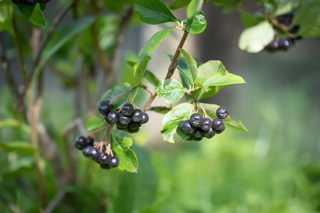 Aronia vs borówka - porównanie właściwości zdrowotnych i zastosowań