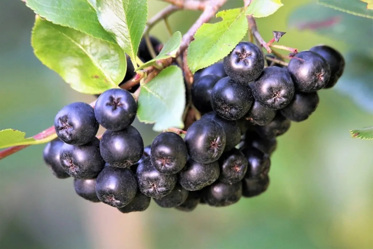 Aronia z plantacji — właściwości, jak jeść i dlaczego warto po nią sięgnąć