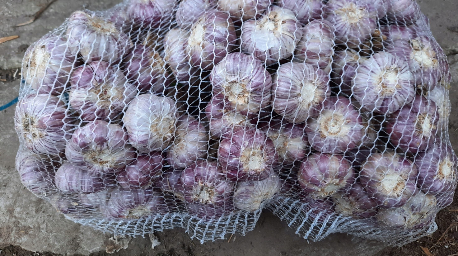 Sadzenie czosnku ozimego w gospodarstwie Farmageddon na Pomorzu - listopad 2025
