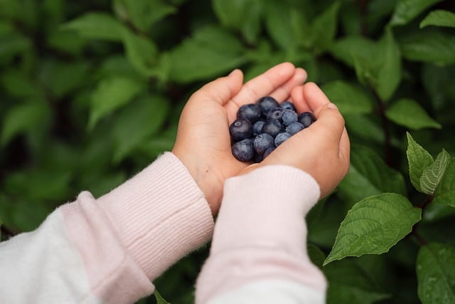 Krzew borówki obsypany dojrzałymi owocami na plantacji w sezonie letnim
