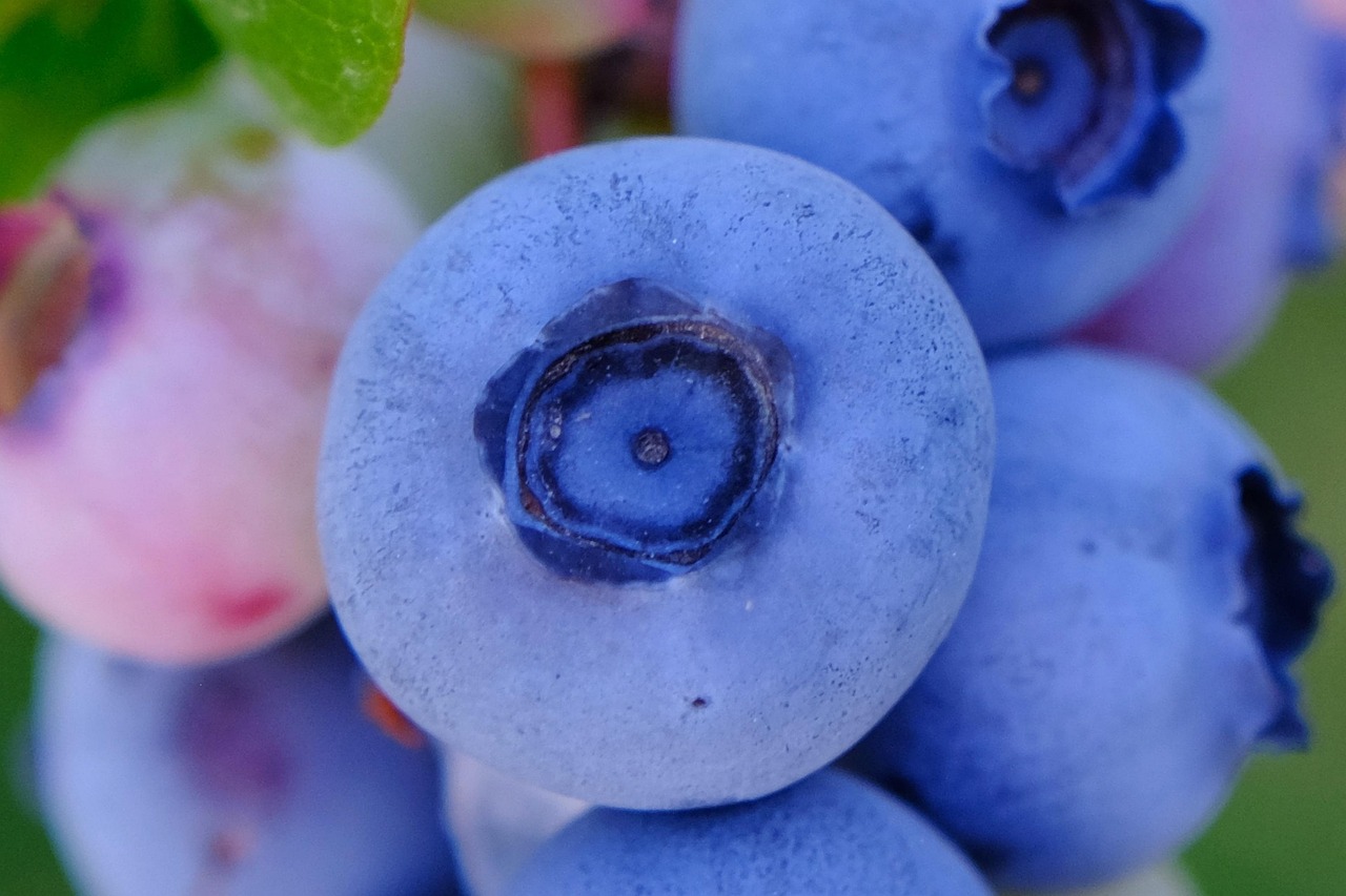 Borówki na krzewach w ogrodzie - lato na plantacji Wielka Piaśnica