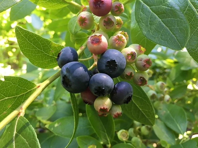 Zbiory borówek - kiedy i jak zbierać pierwsze owoce z własnej plantacji